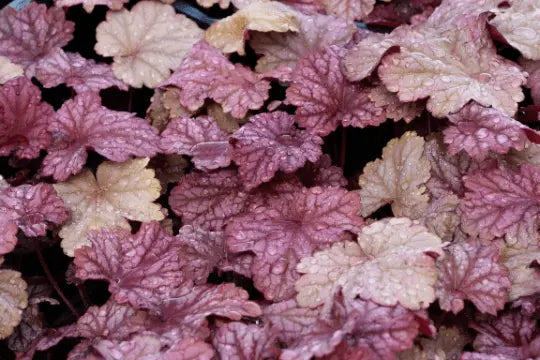 Mixed Heuchera, 3 plugs, one plant per plug