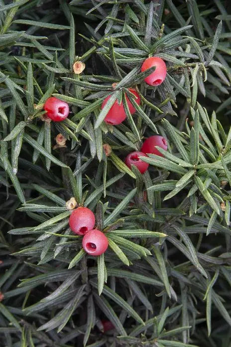 Yew ‘Hicks’