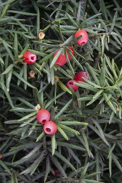 Yew ‘Hicks’