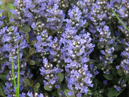 Chocolate Chip Ajuga Creeping Groundcover