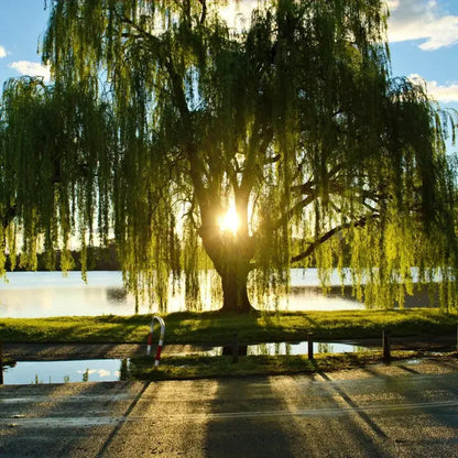 Weeping Willow Tree  Graceful, Fast-Growing Shade Tree for Wet Sites