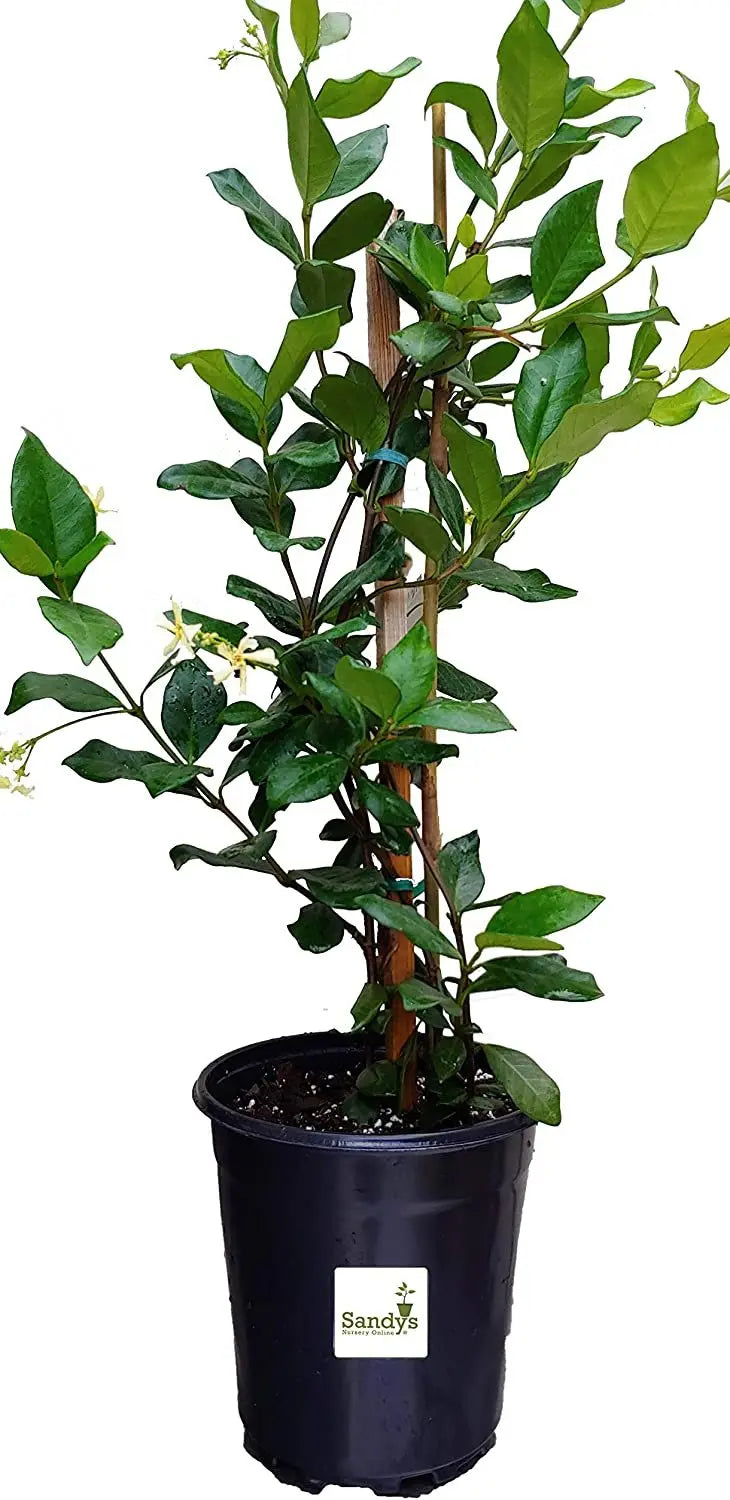 Jasmine Confederate, White Flower Shrub, Starter Plant, Gallon Pot