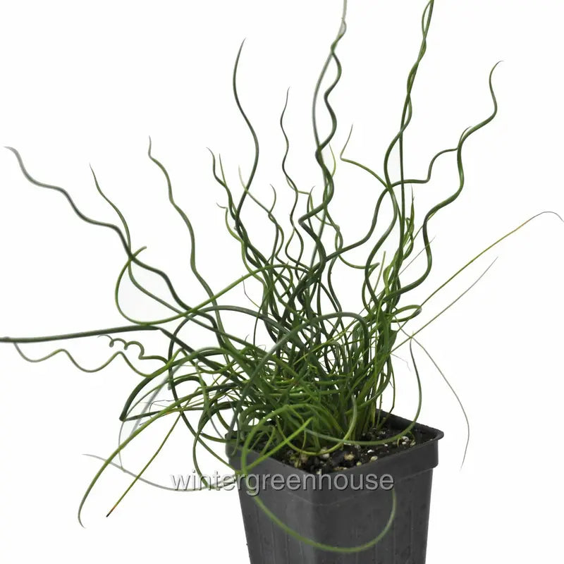 Juncus Effusus Spiralis, Corkscrew Rush  Pot Size: 3