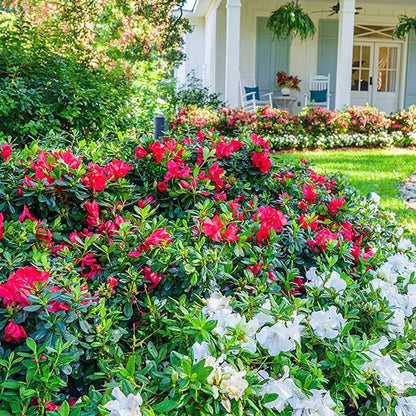 Encore Azalea Autumn Bonfire (1 Gallon) Red Flowering Shrub  Full Sun Live Outdoor Plant