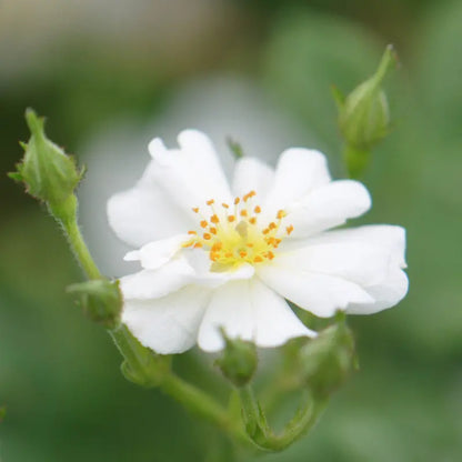 Heirloom Roses White Rose Bush  Cassie Shrub Rose Plant  Live Plants For Garden