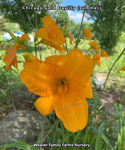 Chicago Gold Daylily Perennial Plant