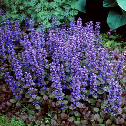 Chocolate Chip Ajuga Creeping Groundcover