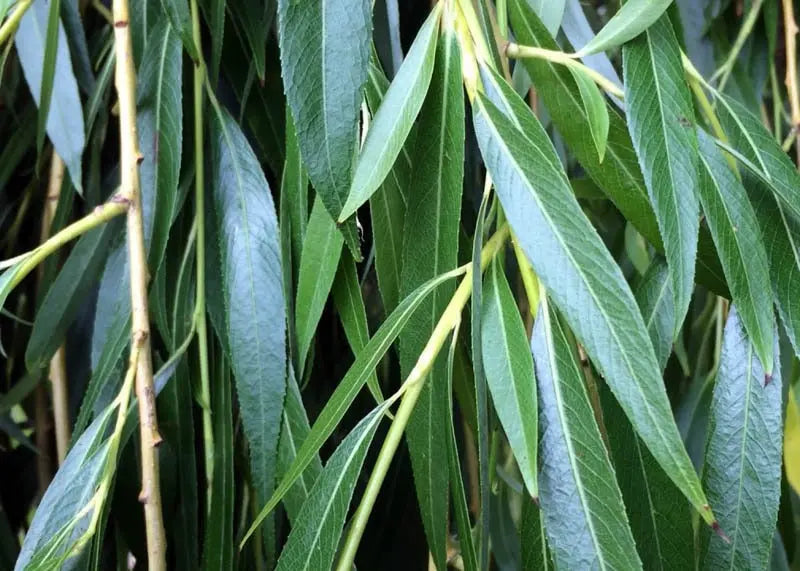 Weeping Willow Tree  Graceful, Fast-Growing Shade Tree for Wet Sites