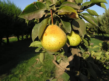 Orient Pear Tree  Asian-Inspired, Crisp-Fleshed Variety