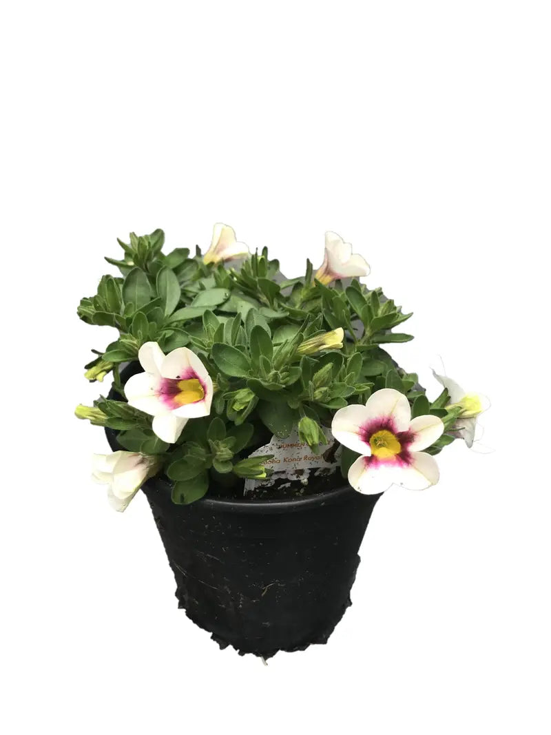 Calibrachoa Kona Royal White, 4.5