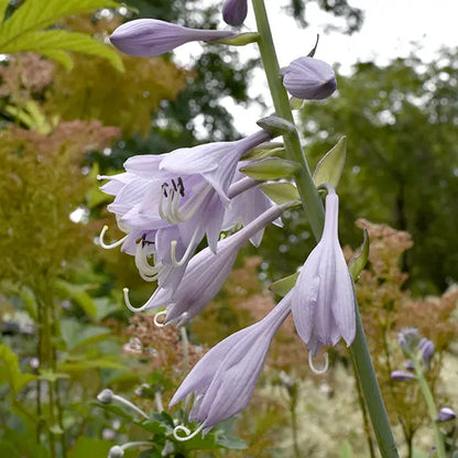 Krossa Regal Upright Hosta Shrub