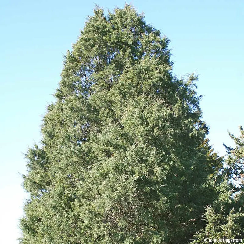 Eastern Red Cedar Tree  Evergreen, Drought-Tolerant Native Conifer & Wildlife Habitat