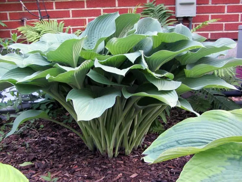 Krossa Regal Upright Hosta Shrub