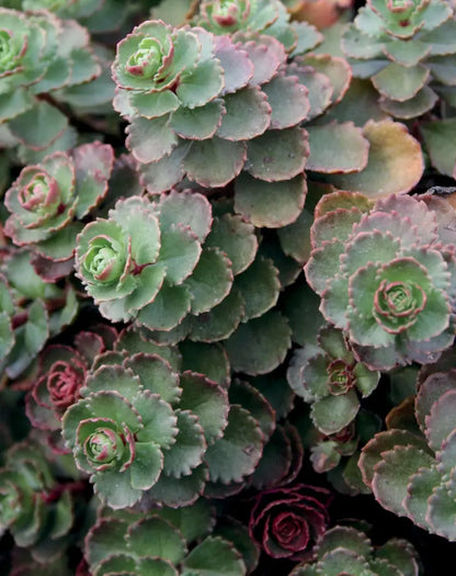 Dragon’s Blood Sedum Stonecrop Succulent