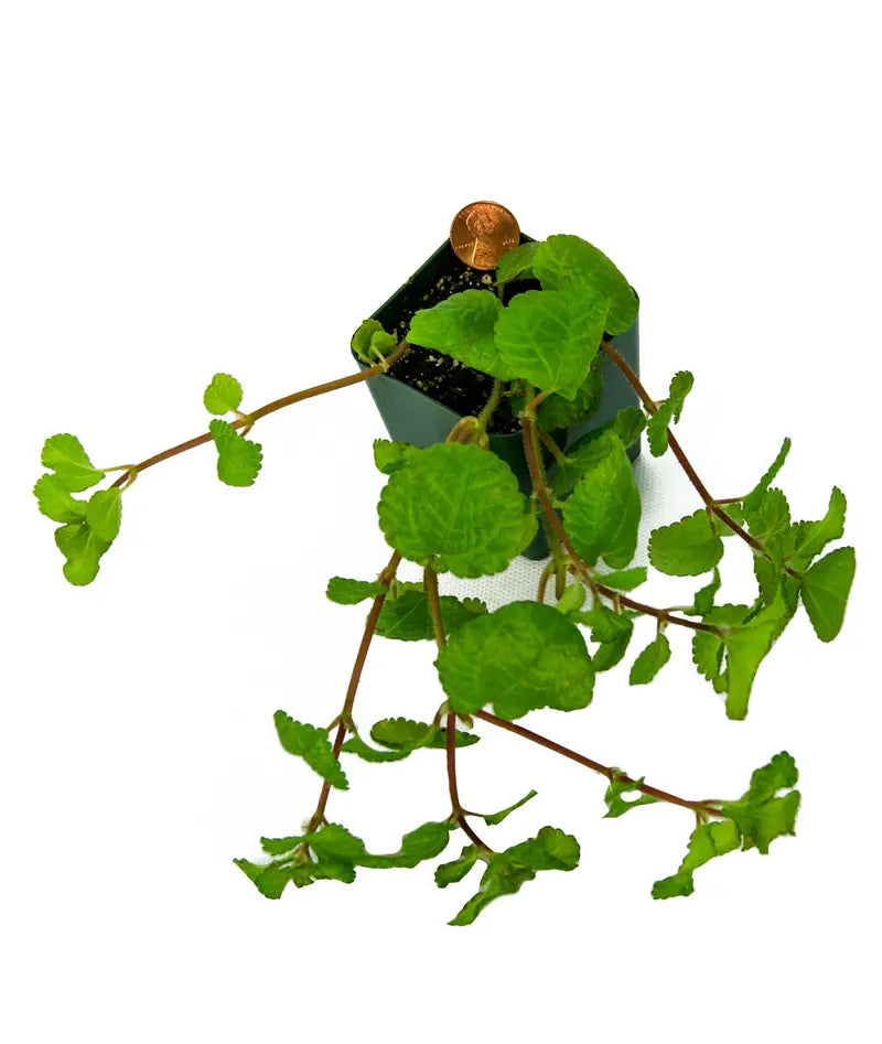 Pilea nummulariifolia ‘Creeping Charlie’