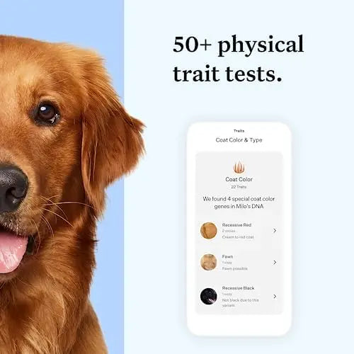 Wisdom Panel Essential Dog DNA Kit: Accurate Test for 365+ Breeds, 30 Health Conditions, 50+ Traits, Ancestry  1 Pack