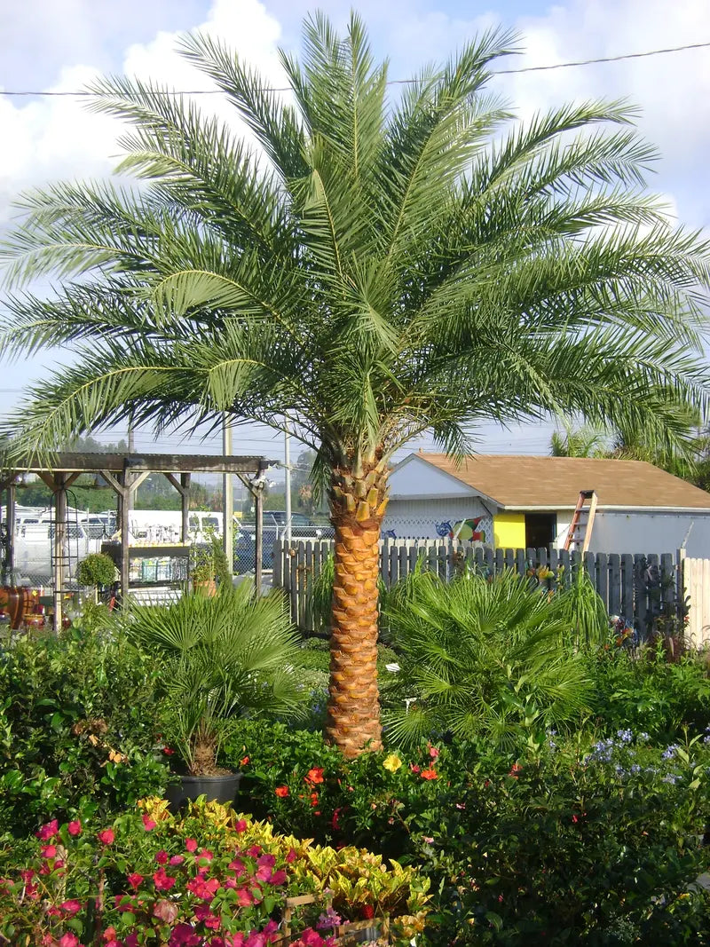 Sylvester Palm  Live Plant in a 10 inch Growers Pot  Phoenix Sylvestris- Hardy Palms from Florida