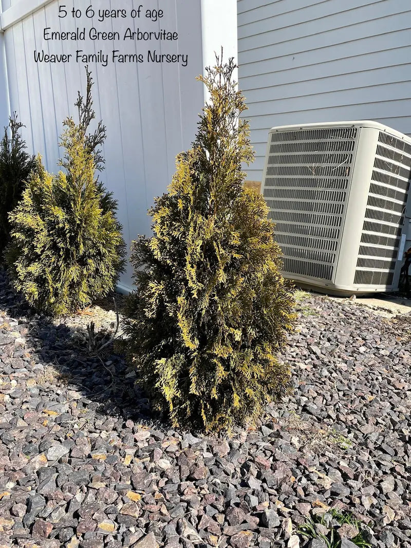 Emerald Green Arborvitae Hedge Plant