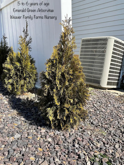 Emerald Green Arborvitae Hedge Plant