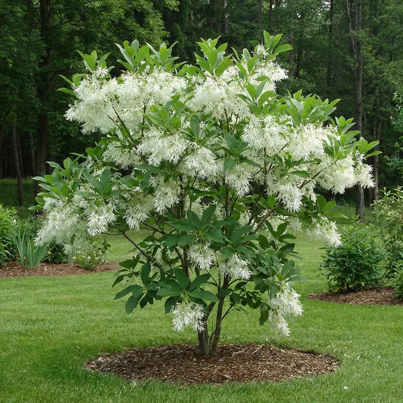 White Fringe Tree