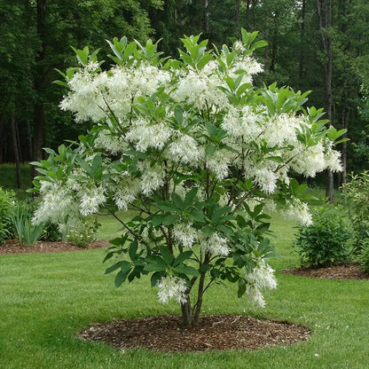 White Fringe Tree