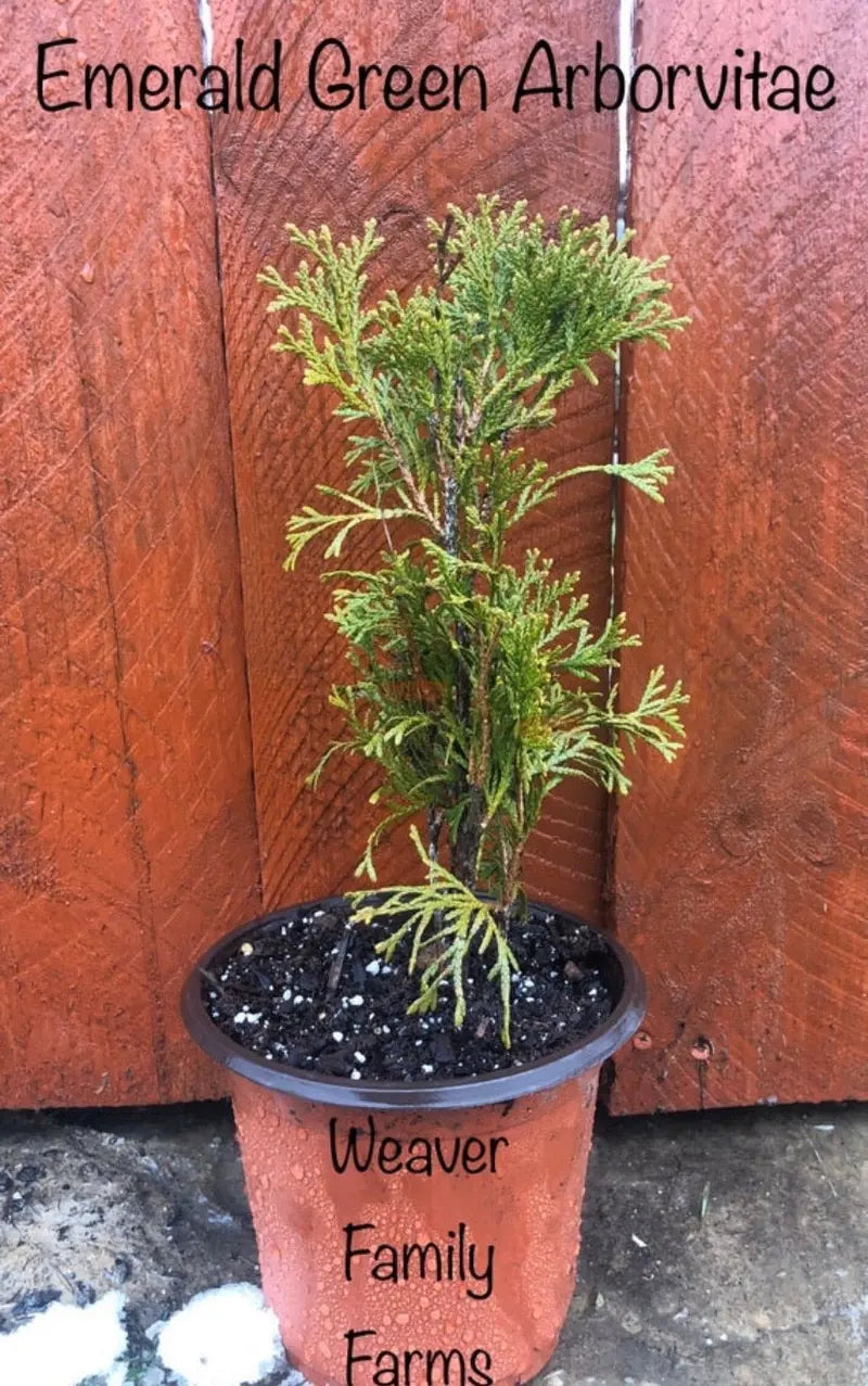 Emerald Green Arborvitae Hedge Plant