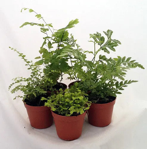 Mini Ferns for Terrariums/Fairy Garden  5 Different Plants-2″ Pots