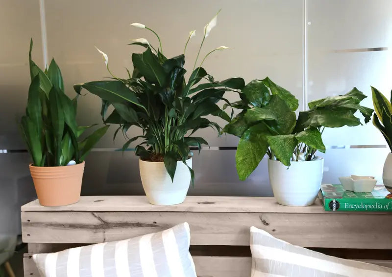 Costa Farms  Live Indoor 15in. Tall White Peace Lily; Bright, Indirect Sunlight Plant in 6in. Grower Pot