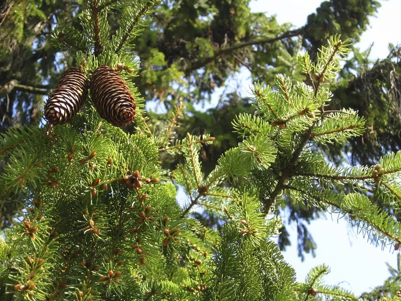 Norway Spruce Tree  Dense Evergreen Conifer with Drooping Branches and Year-Round Privacy