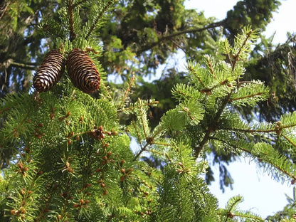Norway Spruce Tree  Dense Evergreen Conifer with Drooping Branches and Year-Round Privacy