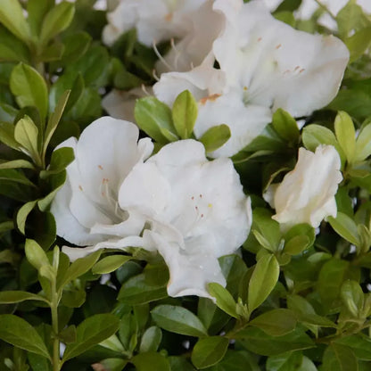 Encore Azalea Autumn Angel (1 Gallon) White Flowering Shrub  Full Sun Live Outdoor Plant