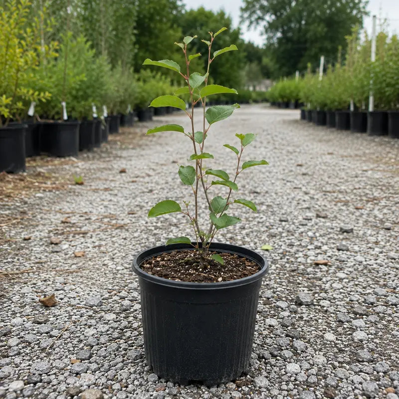 Saskatoon Serviceberry  Drought-Tolerant, Nutrient-Rich Native Shrub
