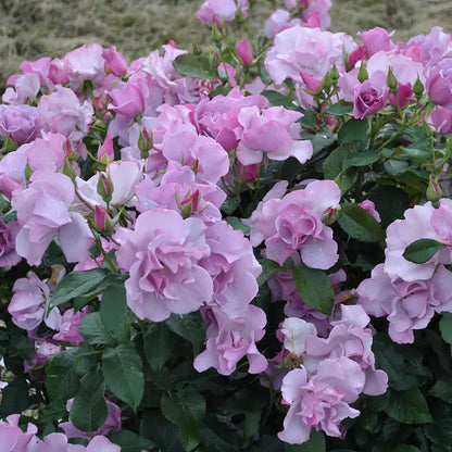 Heirloom Roses  Blueberry Hill Shrub Rose Plant  Lavender Colored Live Plant