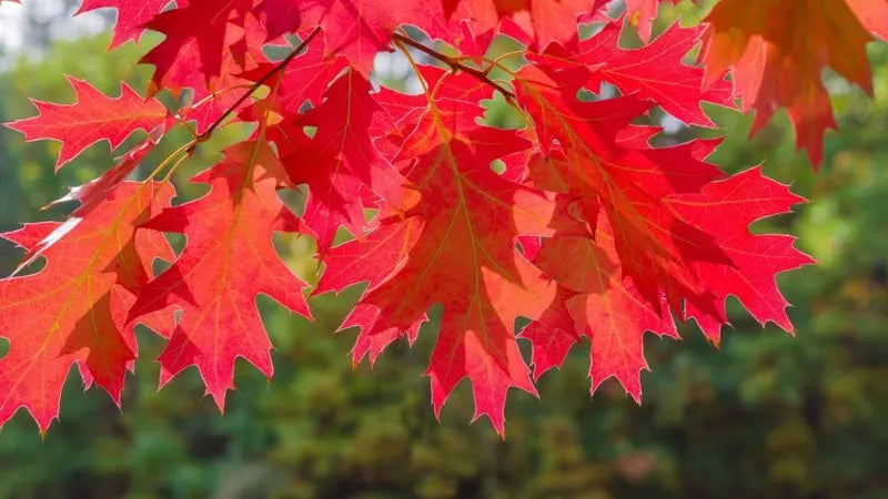 Northern Red Oak Tree  Majestic Shade Tree with Strong Wood, Reddish Fall Foliage, and Acorns
