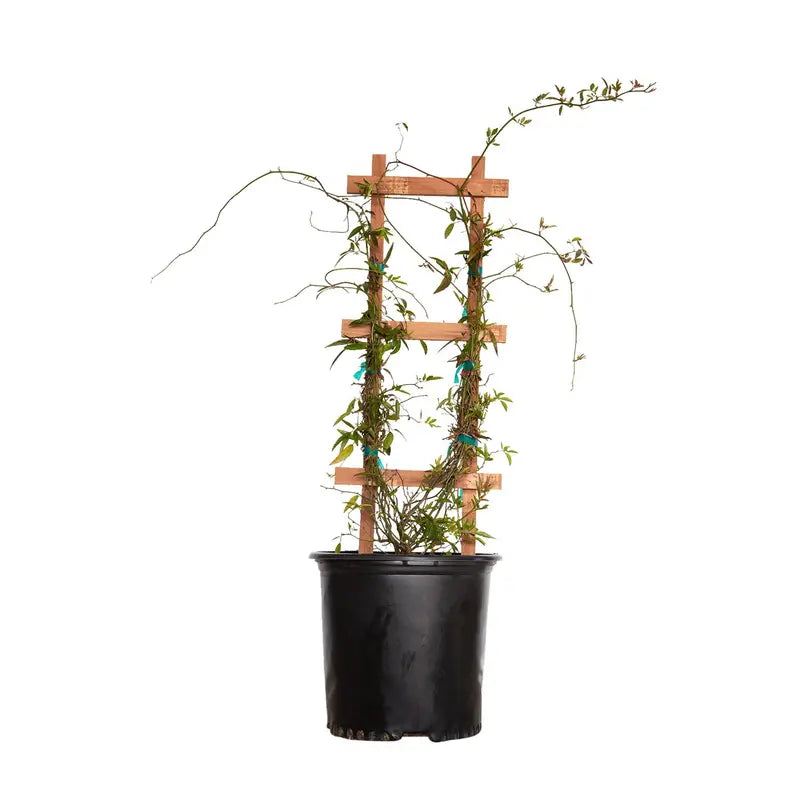 Yellow Lady Banks Rose (2.5 Gallon) Thornless Blooming Vine  Full Sun Live Outdoor Plant