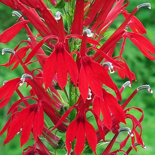 Cardinal Flower  Lobelia cardinalis  Live Starter Plant