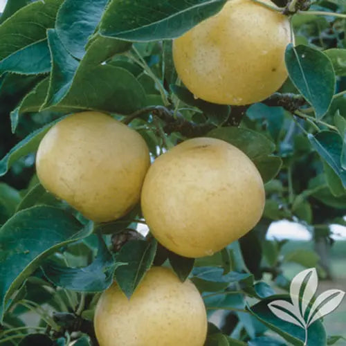 Orient Pear Tree  Asian-Inspired, Crisp-Fleshed Variety