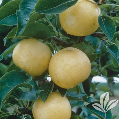 Orient Pear Tree  Asian-Inspired, Crisp-Fleshed Variety