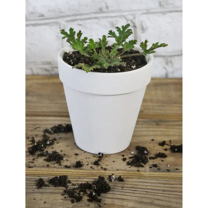Live Citronella Geranium Plants (2-Pack); Pelargonium Citronella Scented Potted Plants