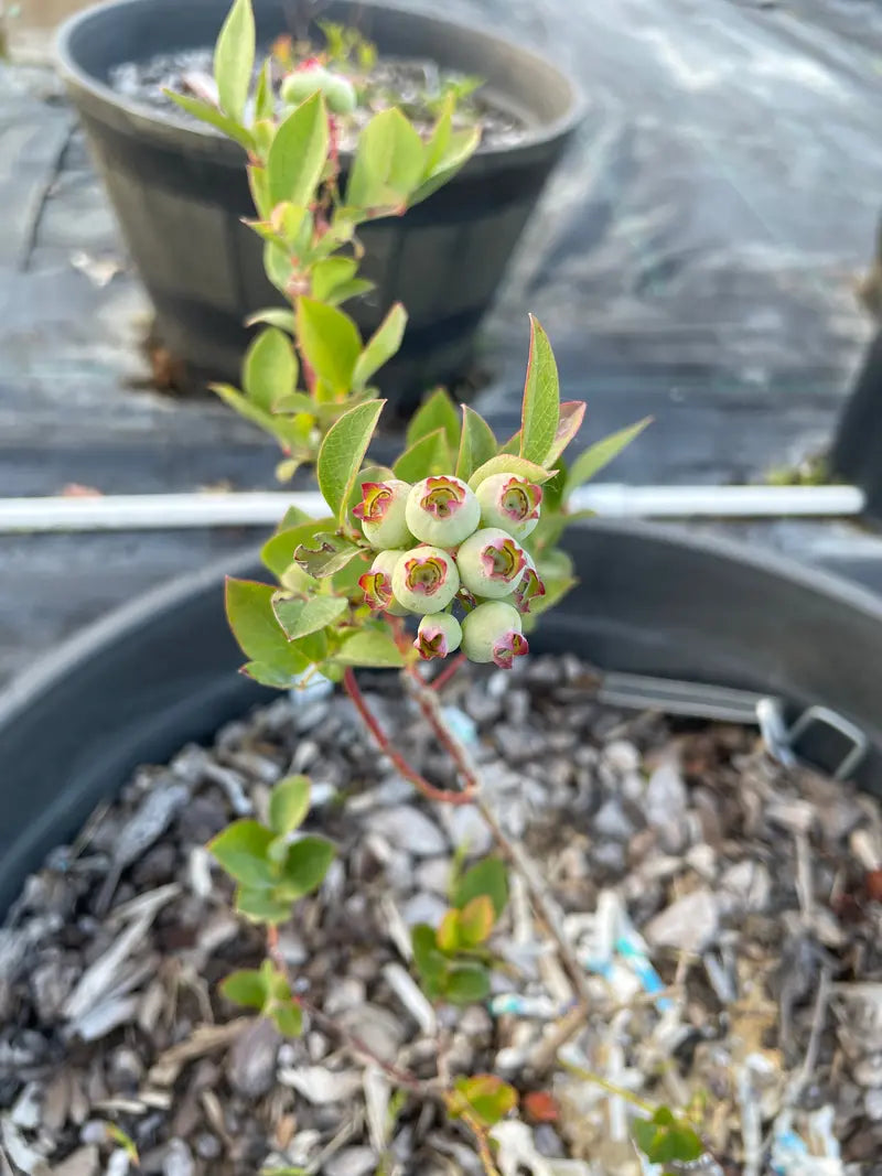 Duke Blueberry Bush  Early-Harvest, High-Yield Northern Highbush Variety