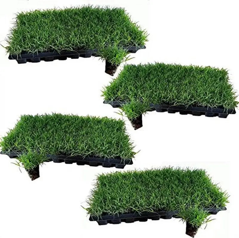 Tahoma 31 Bermuda Grass Plugs  200 Large, Vigorous Plugs for Quick, Dense Lawn Establishment