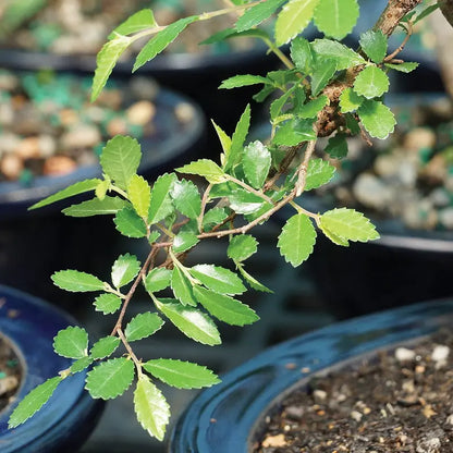 Brussel’s Chinese Elm Bonsai  X Large  (Outdoor)