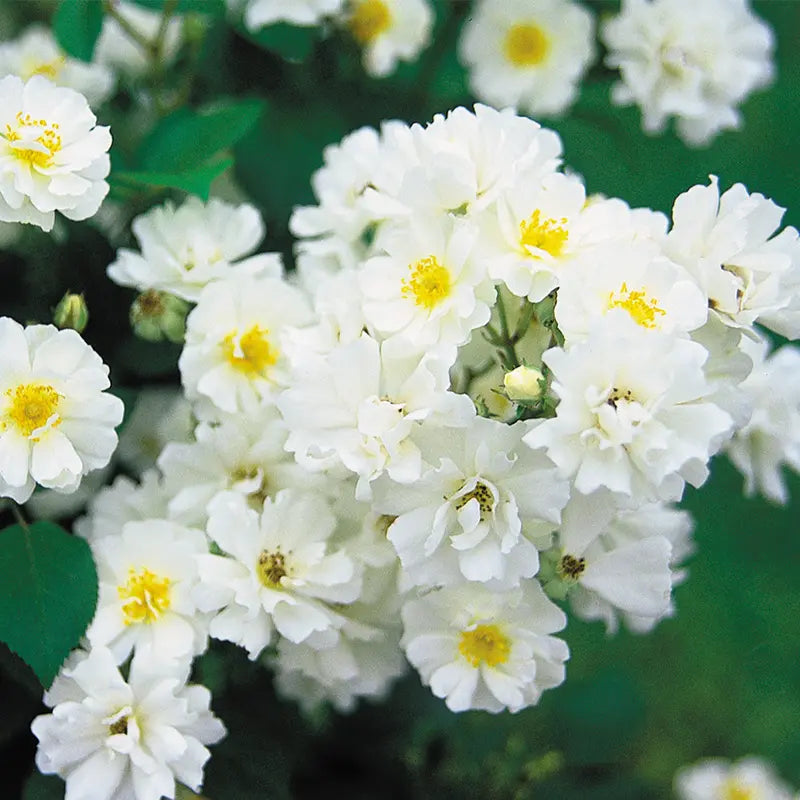 Heirloom Roses White Rose Bush  Cassie Shrub Rose Plant  Live Plants For Garden