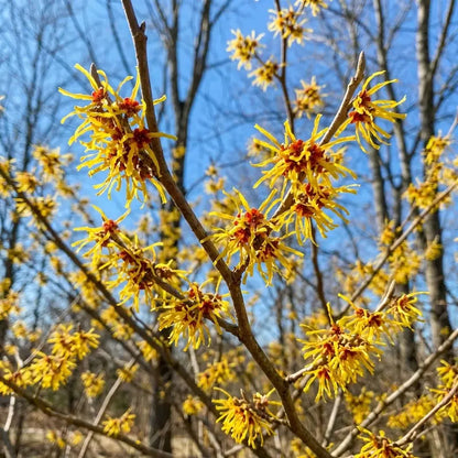 Witch Hazel