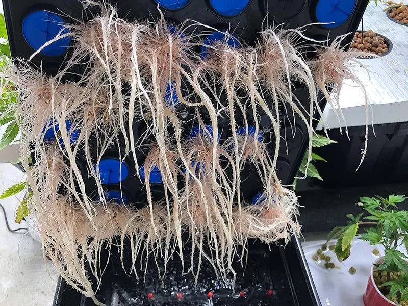 CLONE KING 36 SITE AEROPONIC CLONER CLONING MACHINE