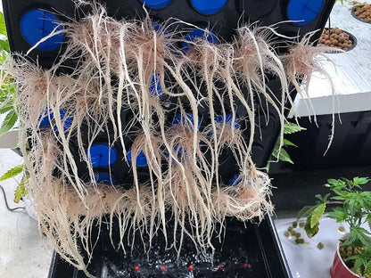 CLONE KING 36 SITE AEROPONIC CLONER CLONING MACHINE