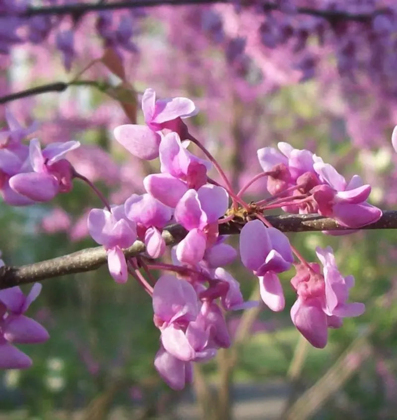 Eastern Redbud Ornamental Tree
