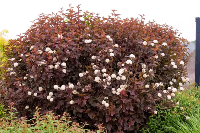Crimson Ninebark Hardy Deciduous Shrub