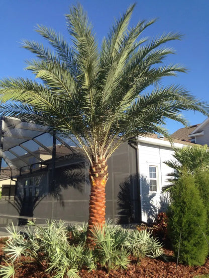 Sylvester Palm  Live Plant in a 10 inch Growers Pot  Phoenix Sylvestris- Hardy Palms from Florida