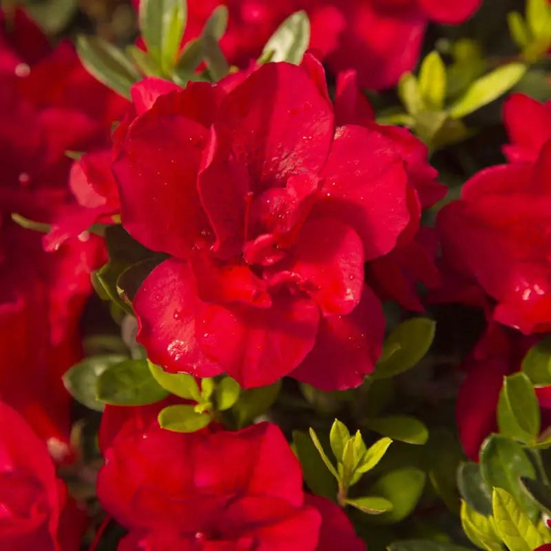 Encore Azalea Autumn Bonfire (1 Gallon) Red Flowering Shrub  Full Sun Live Outdoor Plant
